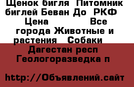 Щенок бигля. Питомник биглей Беван-До (РКФ) › Цена ­ 20 000 - Все города Животные и растения » Собаки   . Дагестан респ.,Геологоразведка п.